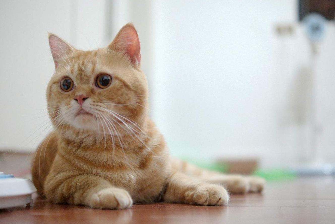 田园猫正宗的华夏喵星人,中华田园猫哪种猫性格好