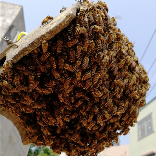 两窝蜂合一窝为什么老在蜂箱外,蜂群在箱里下面结团是什么原因