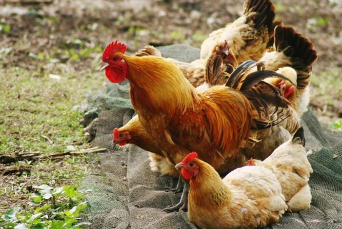 蛋鸡相互啄毛有什么方法解决,养鸡互啄怎么办
