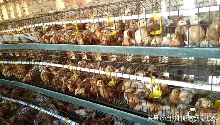 怎样去除鸡舍臭,鸡舍灰尘大怎么解决