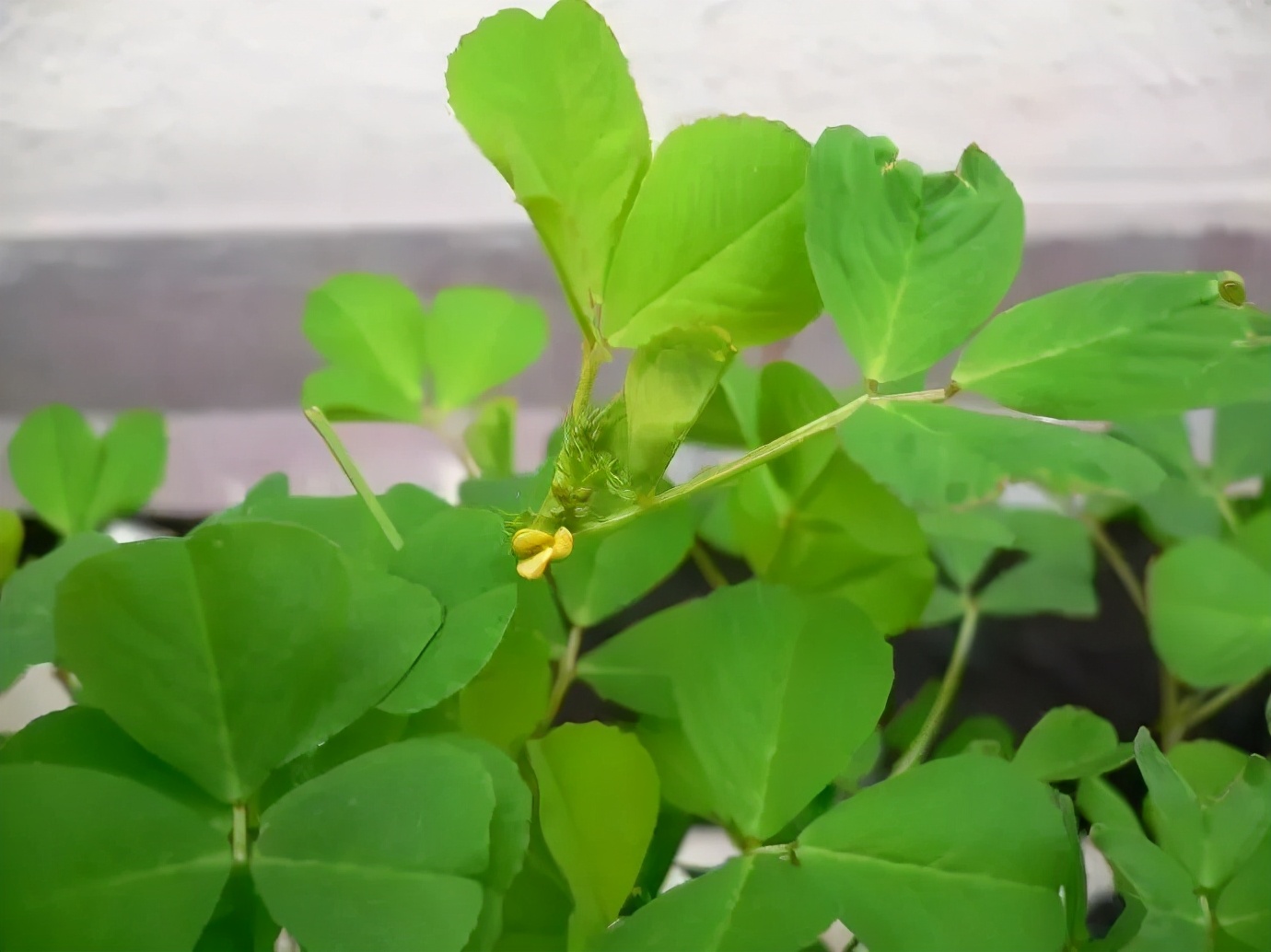 黄花菜能当野菜吃吗,野菜黄花草怎么吃