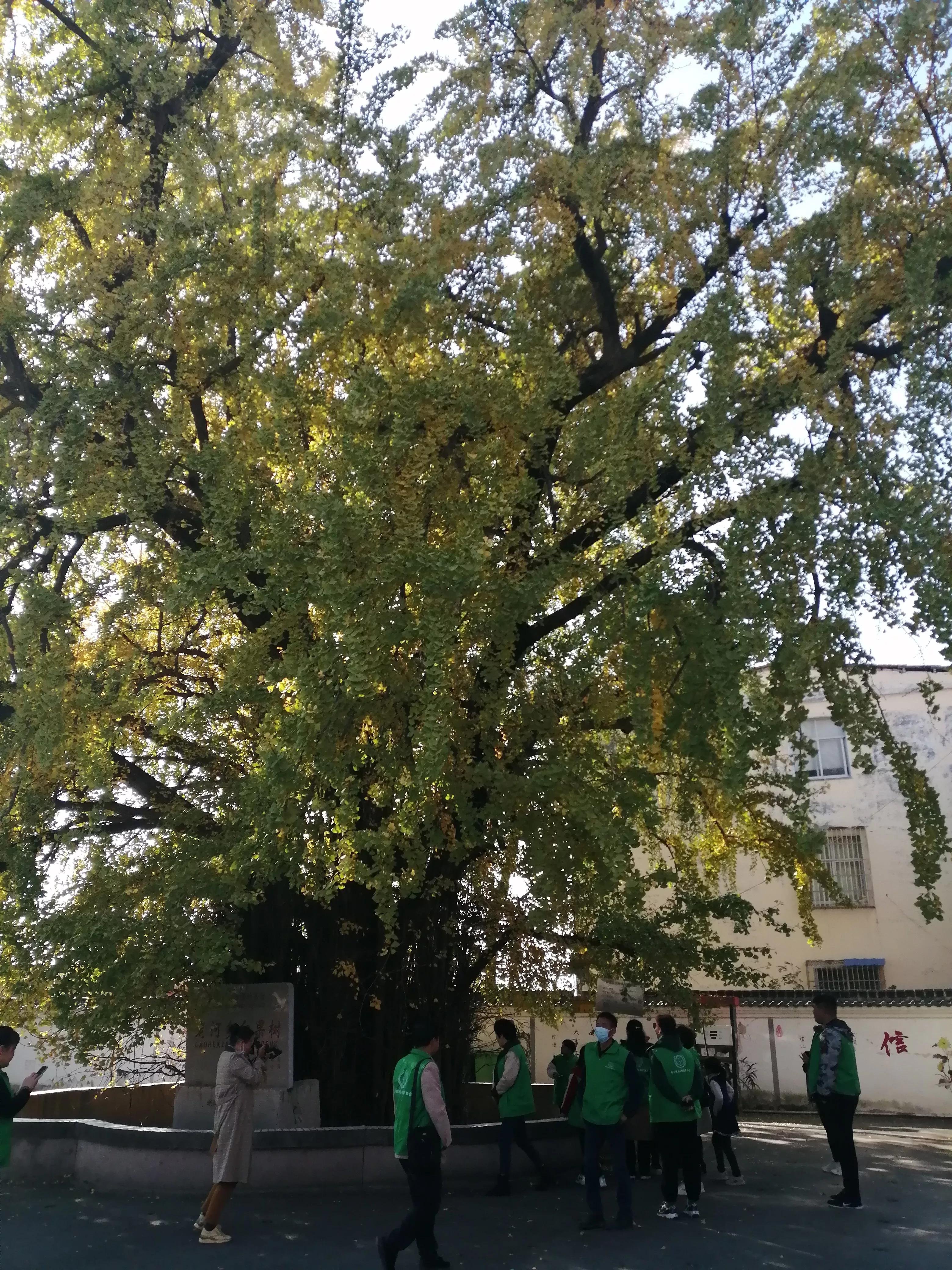 驻马店志愿者行动,驻马店古树保护志愿