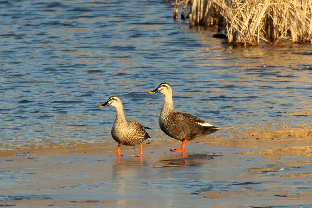 涂上黄色的“润唇膏”，TA就是野鸭中最靓的仔