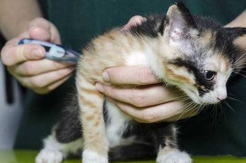 单纯鼻塞是猫鼻支吗,怎么分辨猫鼻支和普通感冒