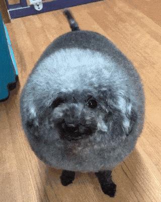 狗狗身上的异味怎样去除,家里养狗狗怎么去除异味呢