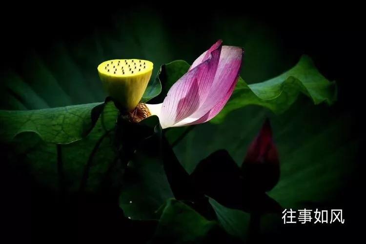 惊艳！淮阳，因为ta，美得不像“画”