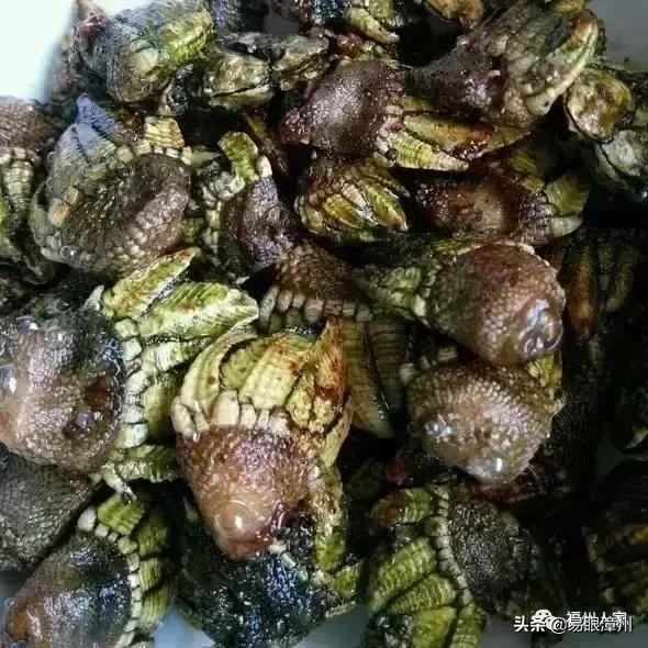 休渔期来了！接下来3个月，漳州人想吃这些海货有点难！