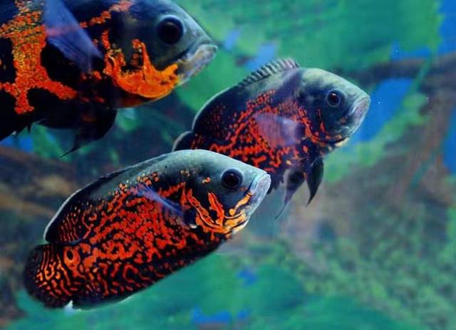 观赏鱼病怎么治好得快一点,观赏鱼病怎么治好的视频