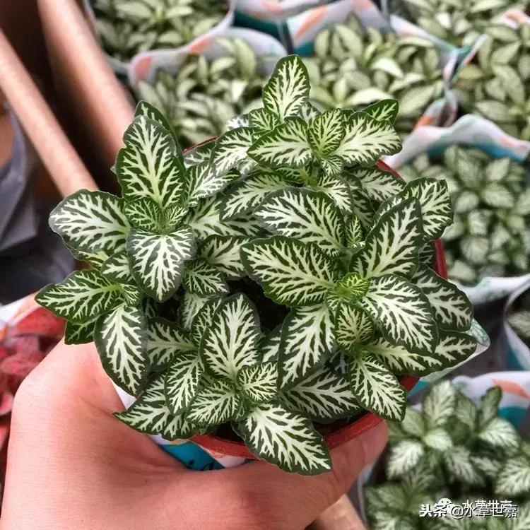 30cm水陆缸适合养什么,水陆缸植物前景中景后景搭配介绍