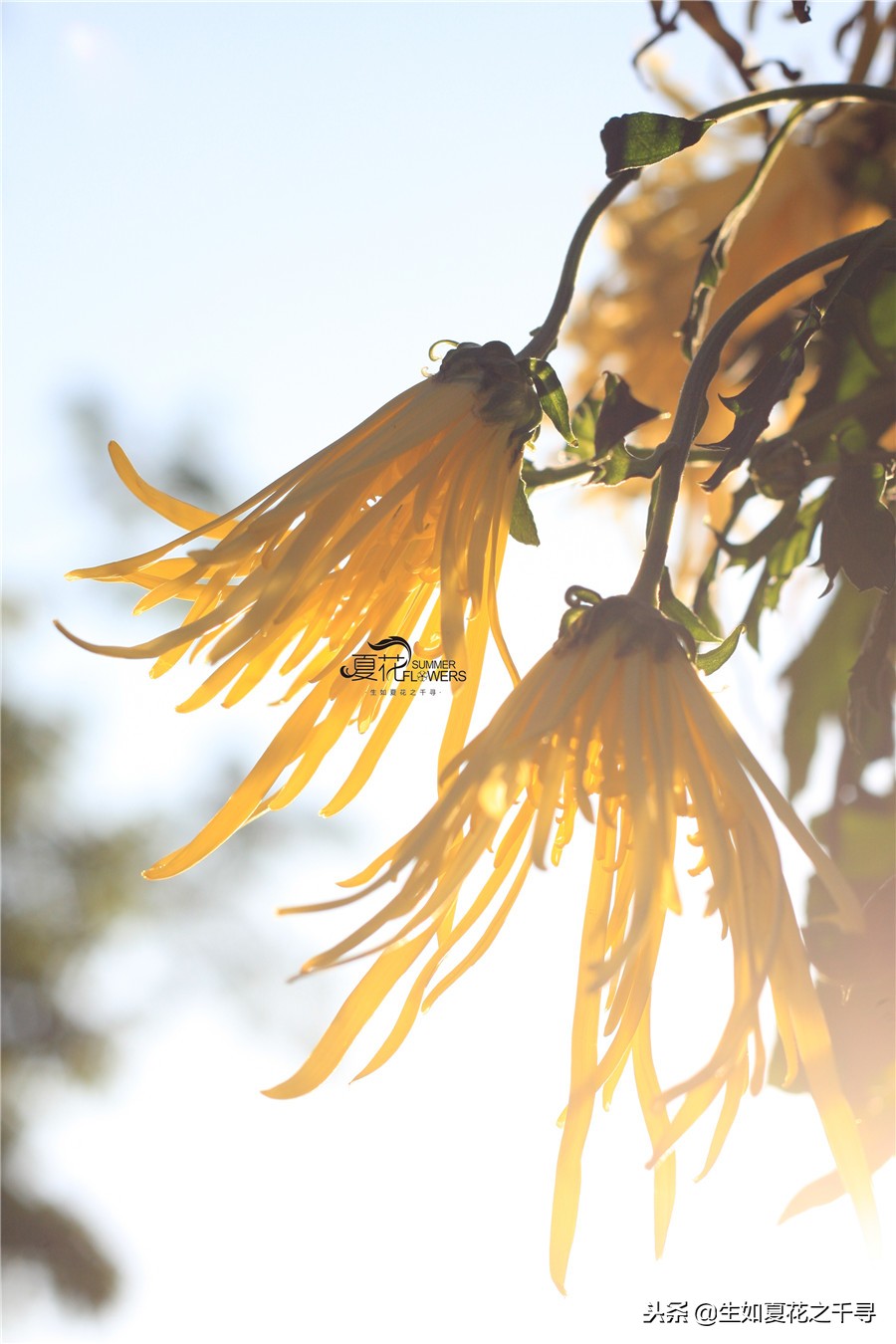 东湖公园菊花展今天还有开放吗,深圳东湖公园菊花展图片