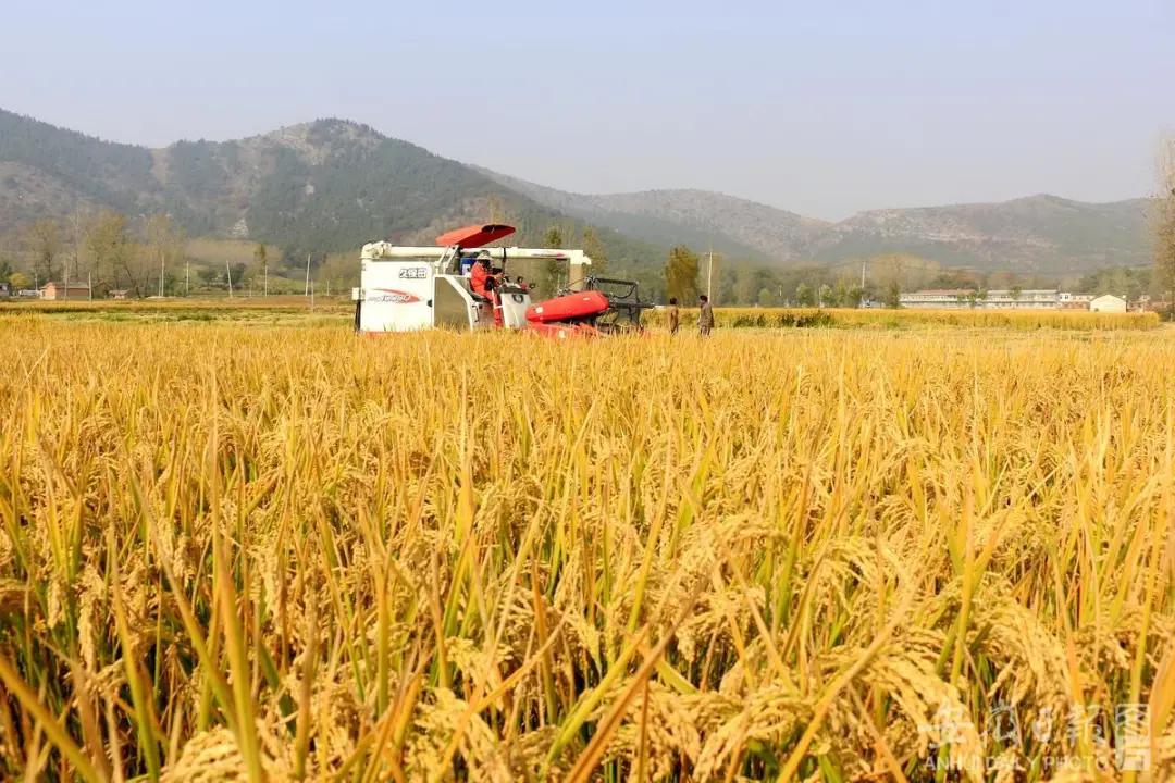 宿州夏天最美的风景在哪里,宿州观赏秋景