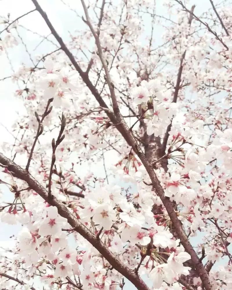 世界最大的樱花园,世界最大的樱花园在贵州吗