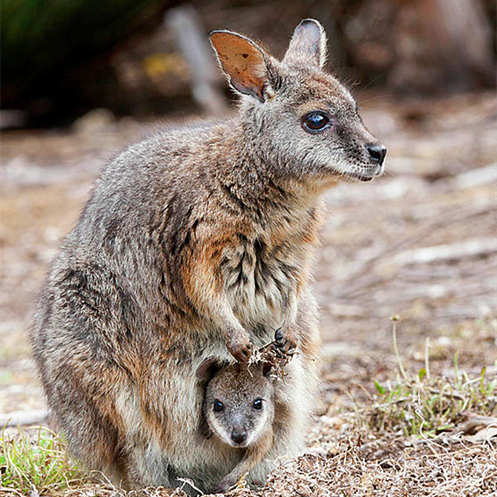 怀胎三年故事,怀胎四年的故事