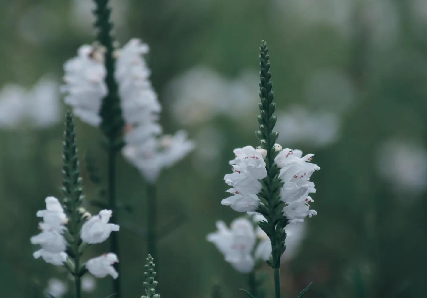 尼康d300s加腾龙18-200镜头,腾龙镜头70200a009人像效果