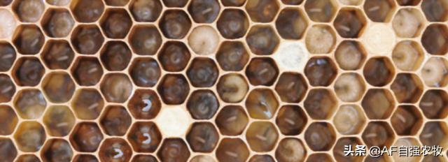 蜜蜂病虫害的防治技术,蜜蜂要怎么防治病虫害视频