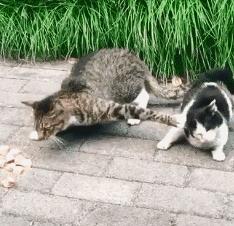 是谁?把我的足球换成实心的了?疼啊