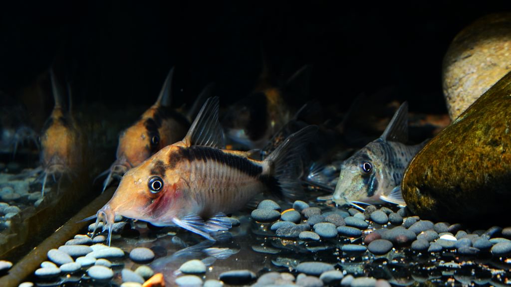 养鼠经验总结,鼠鱼的养殖方法和注意事项