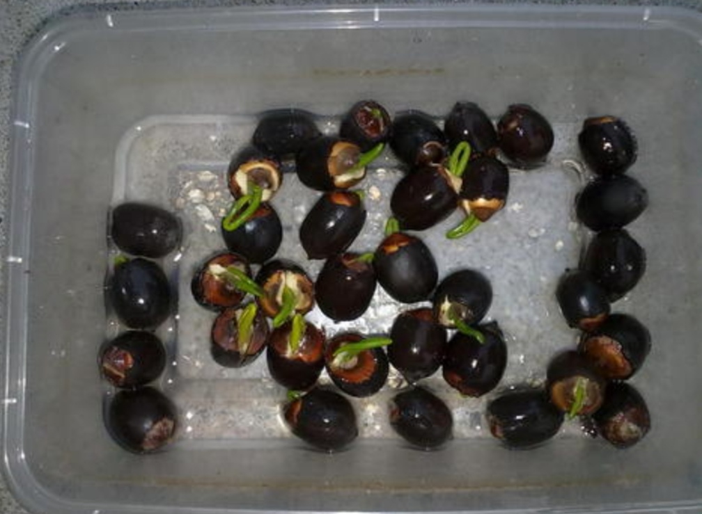 碗莲在家怎么养才能开花多,怎么养碗莲才能养得好