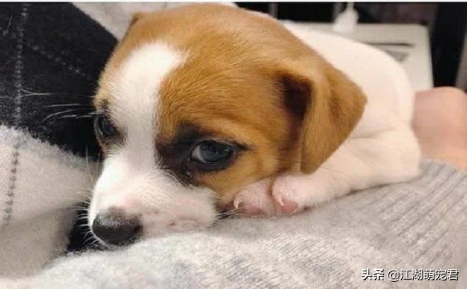 惹狗狗生气了用罐头哄,惹狗狗应激怎么哄好它