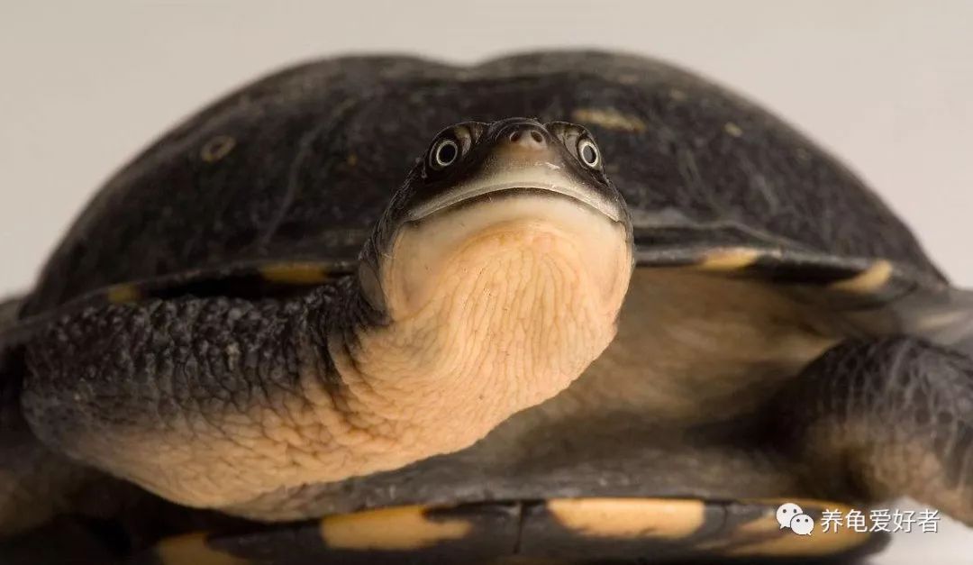 加温养龟死亡原因,为啥龟养着养着就突然死了