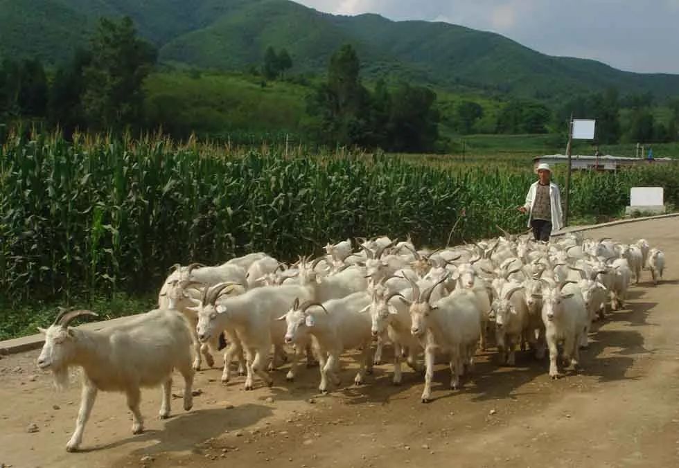 羊群里怎么训练一只领头羊,羊群的领头羊是怎样产生的