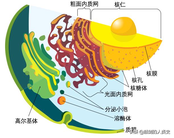 地球生物完整版,地球早期微生物有哪些