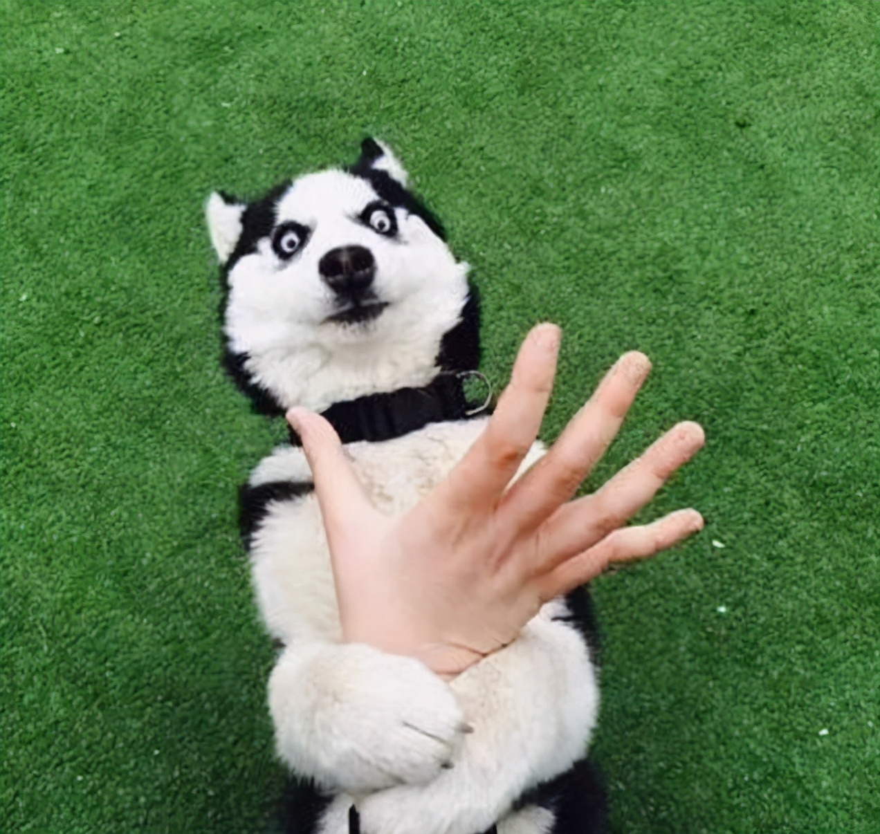 狗狗躺下露肚子不让摸,狗狗在外面不让主人摸