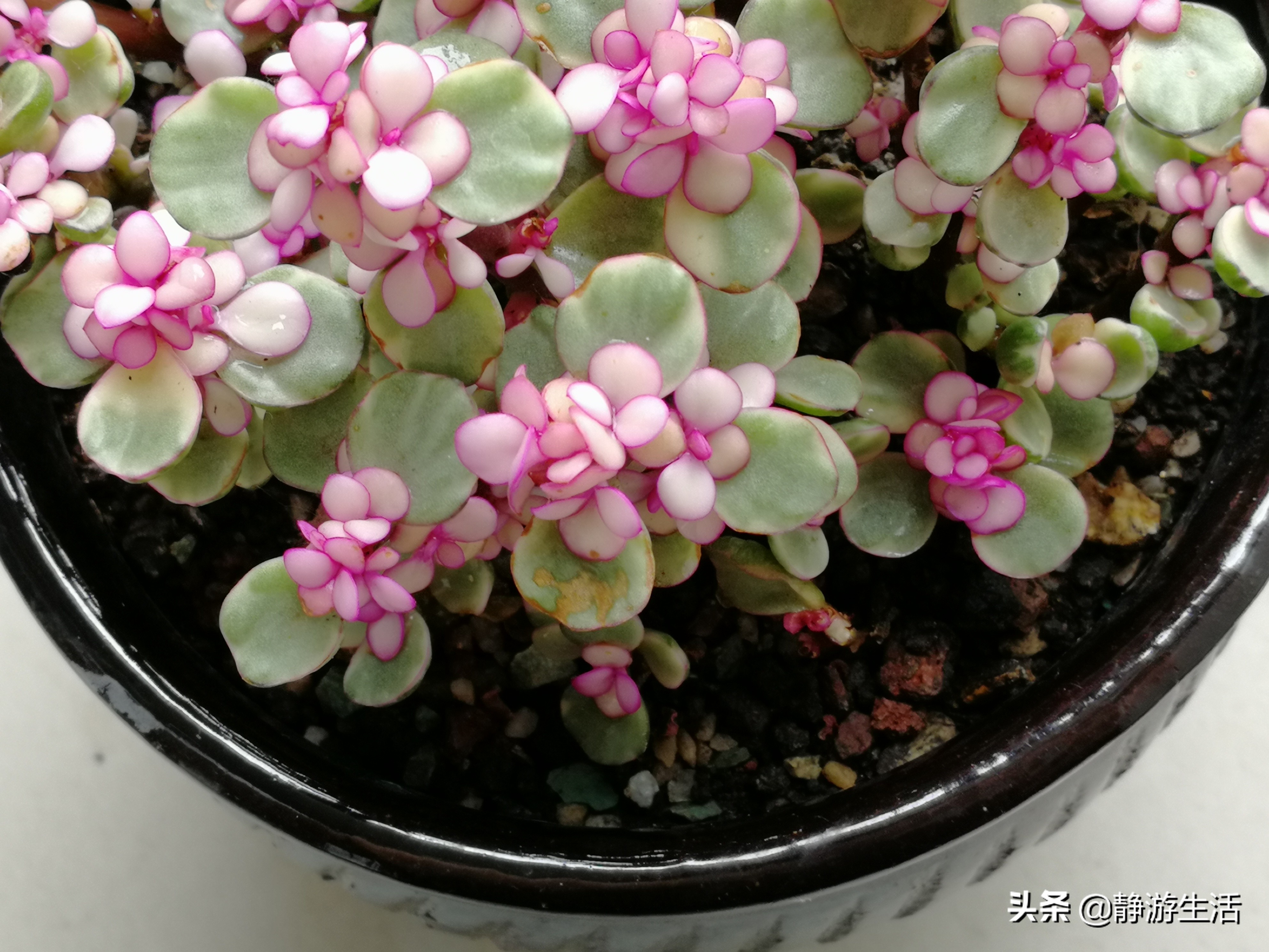 雅乐之舞，这飞扬在尘世间的灵动舞者