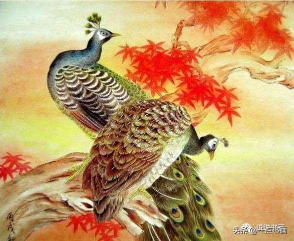 工笔国画孔雀画高清大图,工笔孔雀的画法步骤