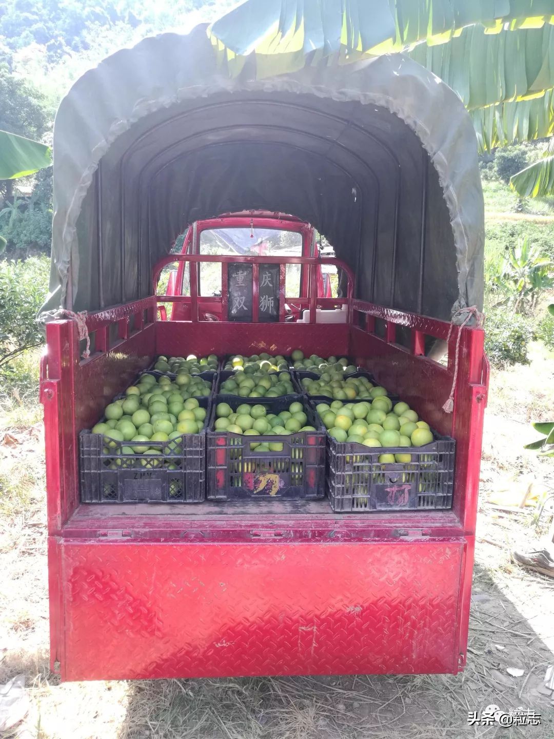 老伙，你的橙子离你更近了……｜粒志