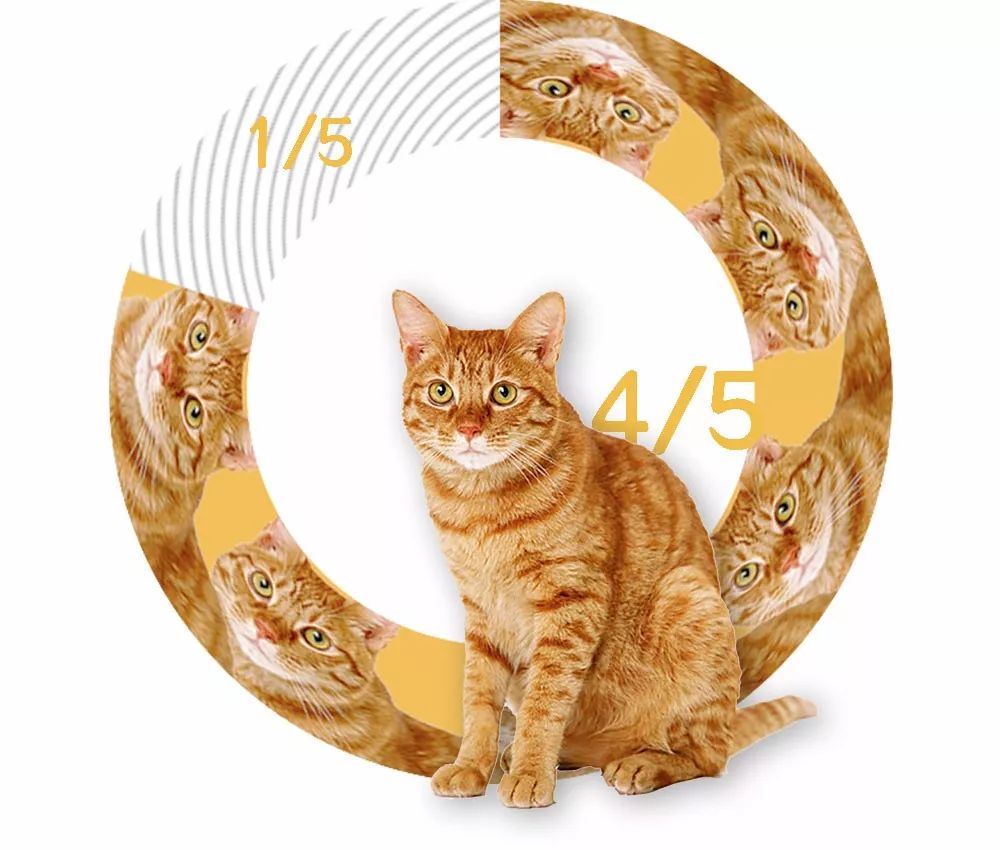 猫圈玄学,十橘九渣