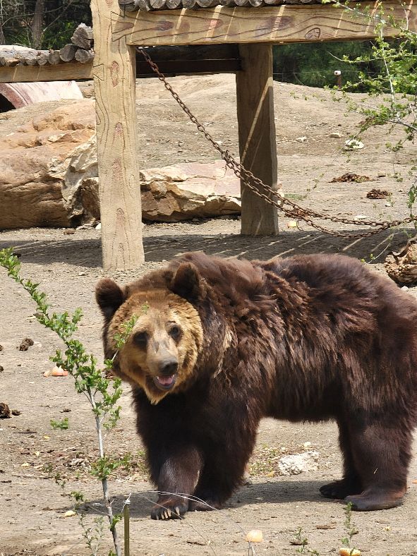 快乐动物园探险,愉快的旅行沈阳森林动物园一日游