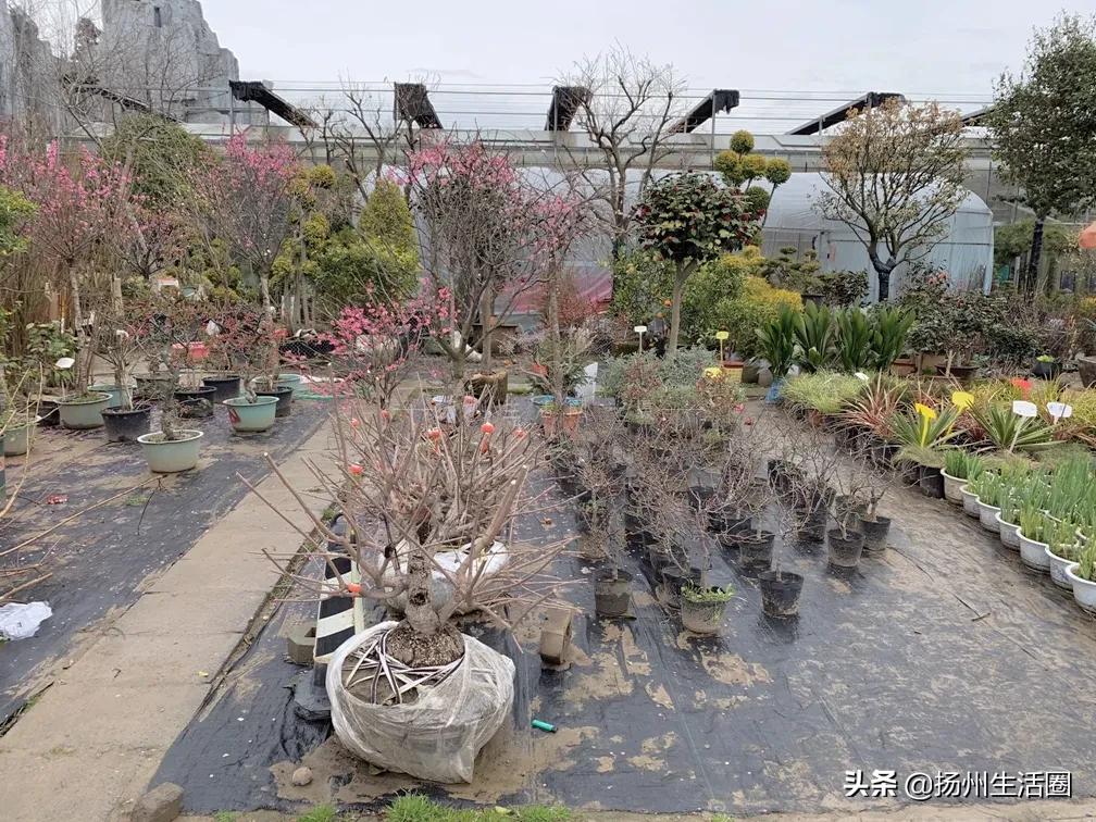 2元花盆批发清仓,2元花卉批发市场