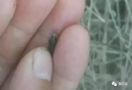 淡水白鳗病怎么治,鱼苗白嘴病的治疗