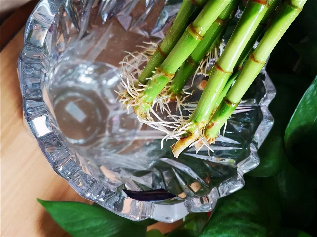 水培富贵竹生根快的方法和技巧,水培富贵竹用什么才能让它生根