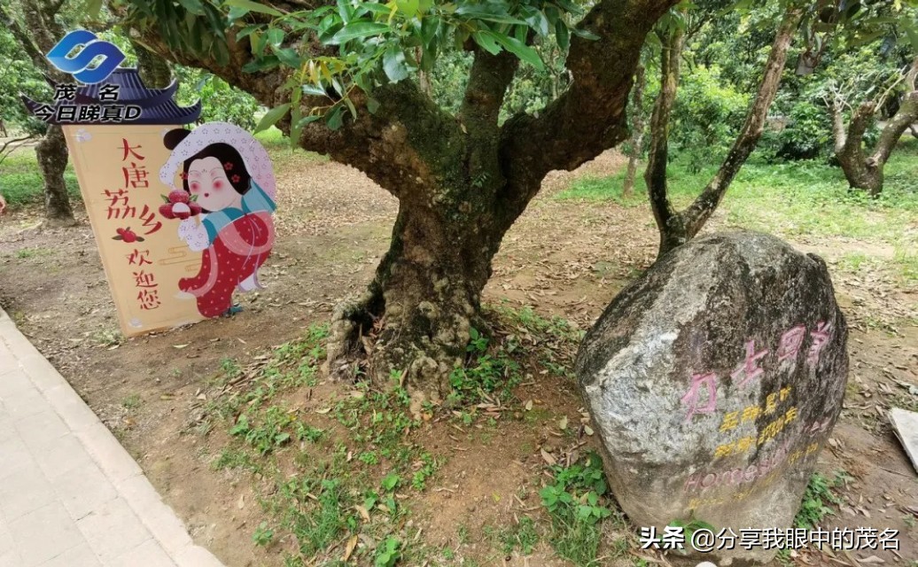 茂名荔枝大会,茂名市520荔枝产业大会