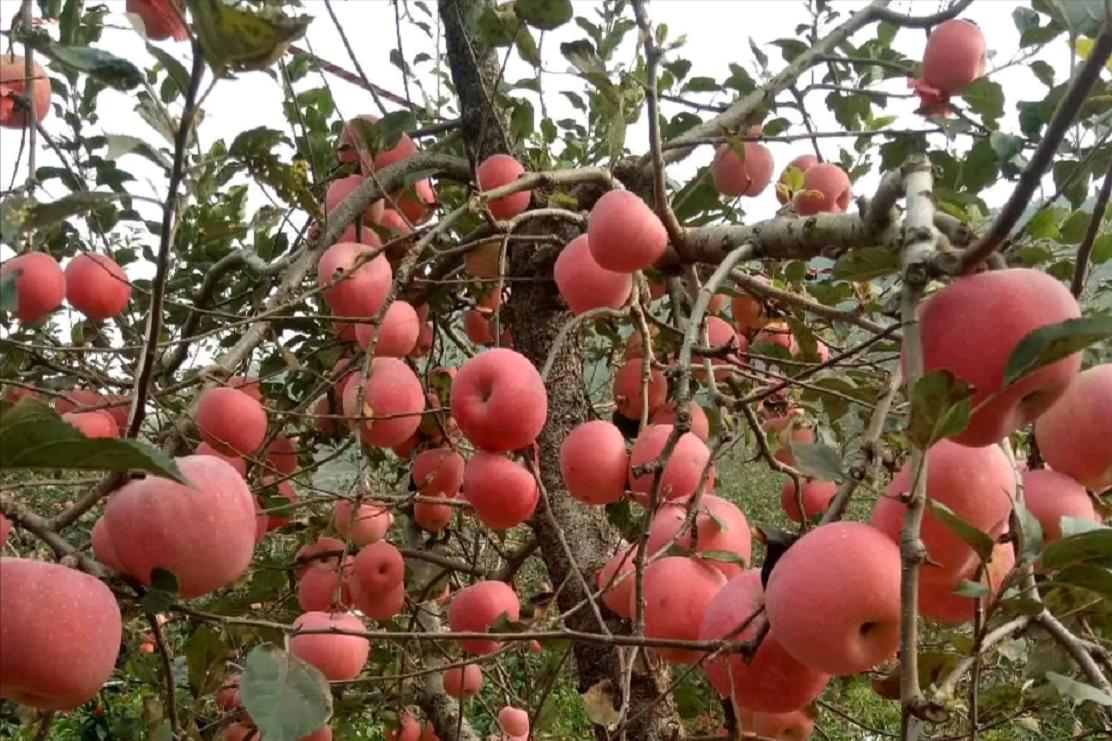 10月中旬苹果多少钱一斤,10月份苹果水果价格