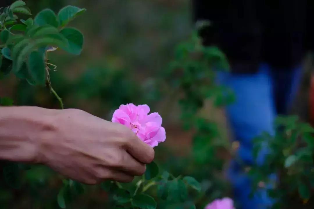 alinderose保加利亚玫瑰纯露,保湿祛皱淡斑抗老