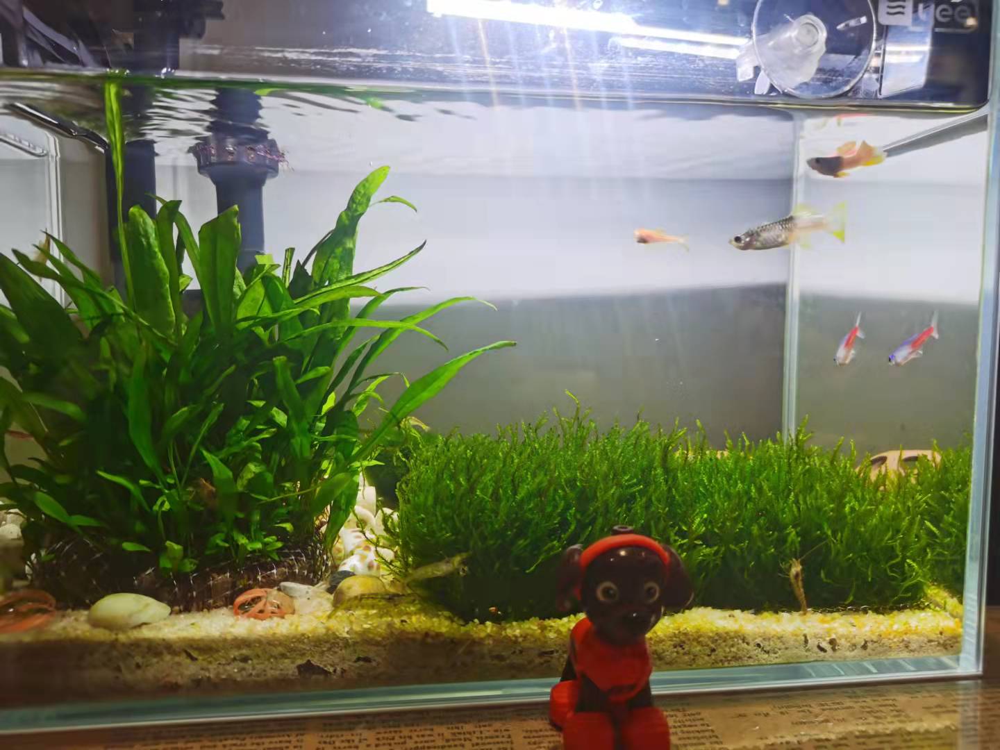 龟缸沼泽过滤养鱼制作方法,圆缸养鱼如何过滤