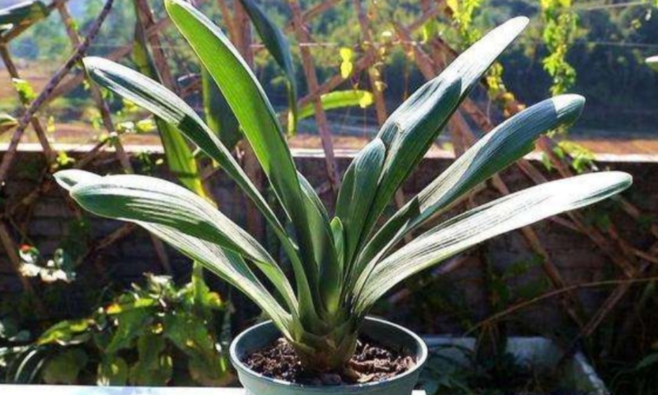 君子兰适合的光照,君子兰喜光照吗