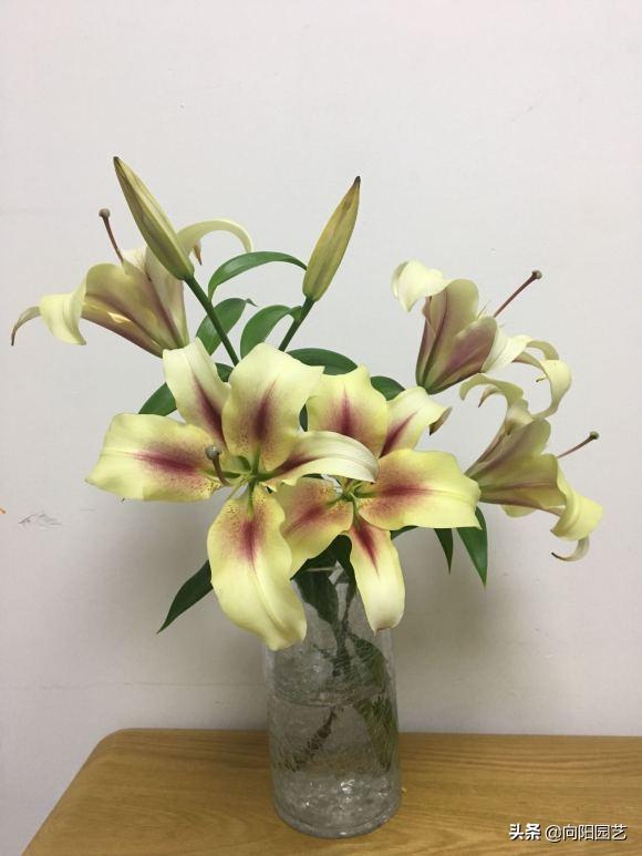 冬天买的百合现在成球了怎么养,冬天买的带芽百合球能开花吗