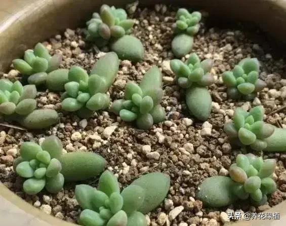 多肉植物在春天的迷人姿态,多肉植物春天31度能露养吗
