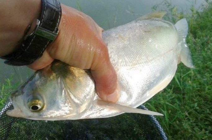 鲢鳙最有效的钓法,钓鲢鳙最好的办法