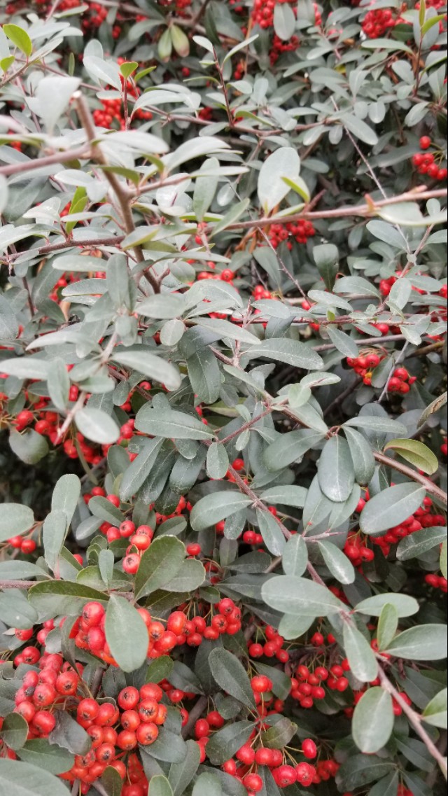 火棘俗称什么名字,火棘又叫什么名字