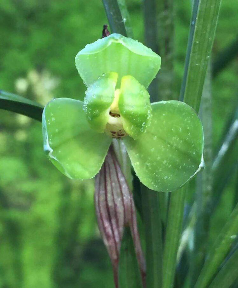 冬天移栽兰花12月份怎么快速服盆,兰花弱苗移盆注意事项