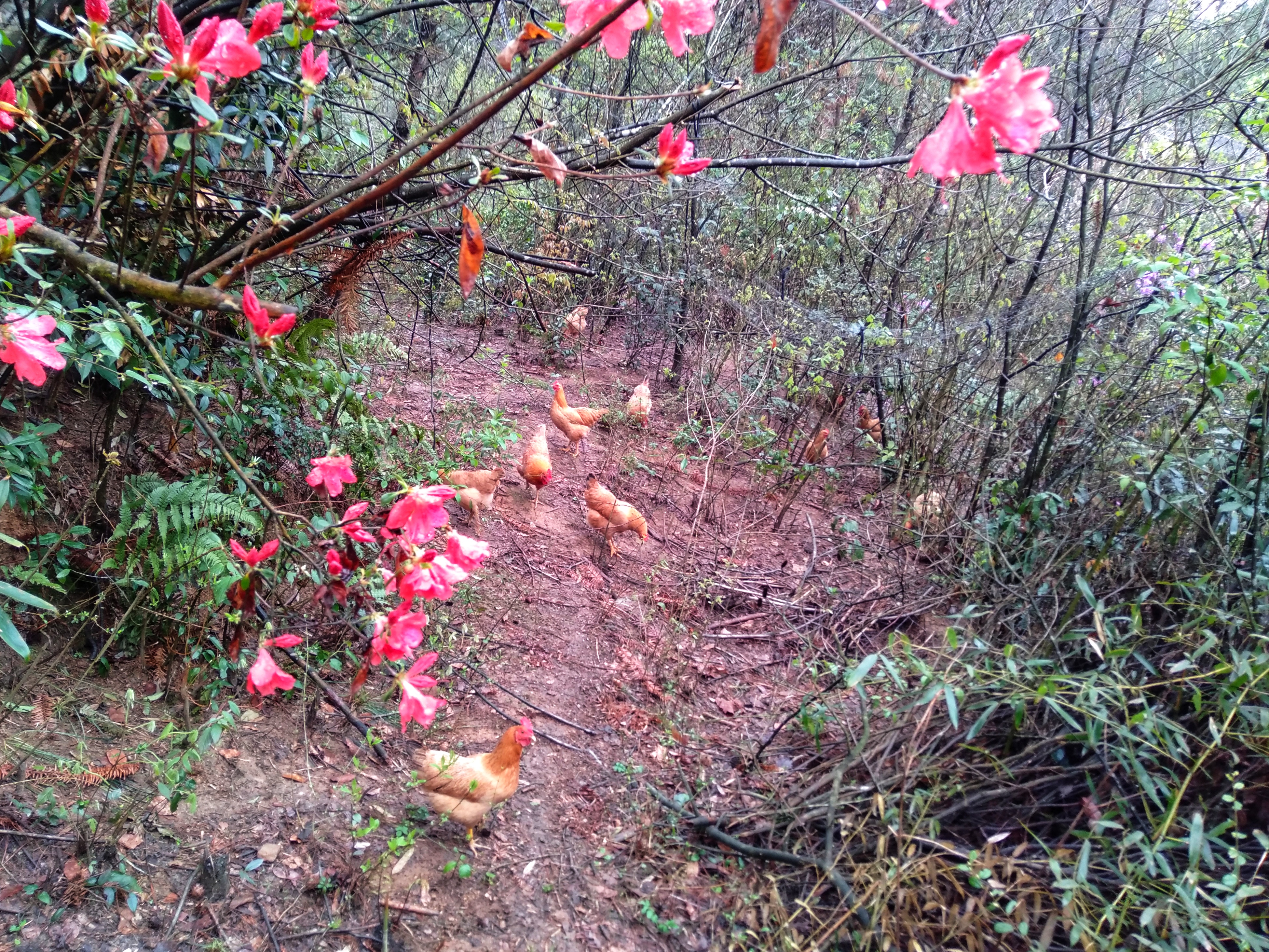散养土鸡能赔钱吗,土鸡放养就是土鸡吗