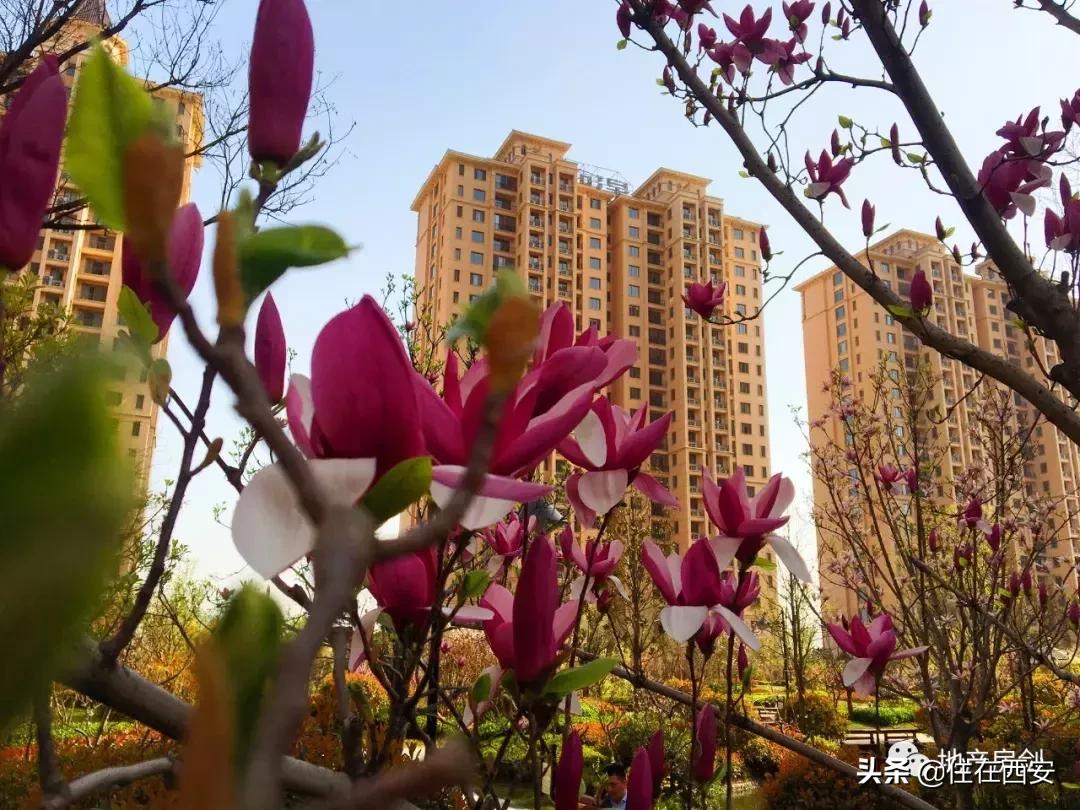 品质生活ip,星河湾的品质