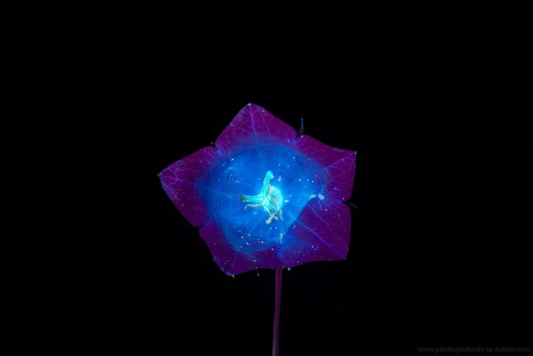 紫外线外星人真的存在吗,外星生命紫外线