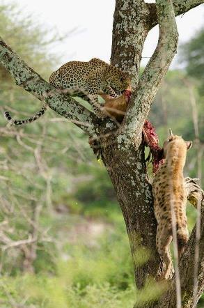 地球历史中最厉害的食肉动物,世界上有什么食肉动物