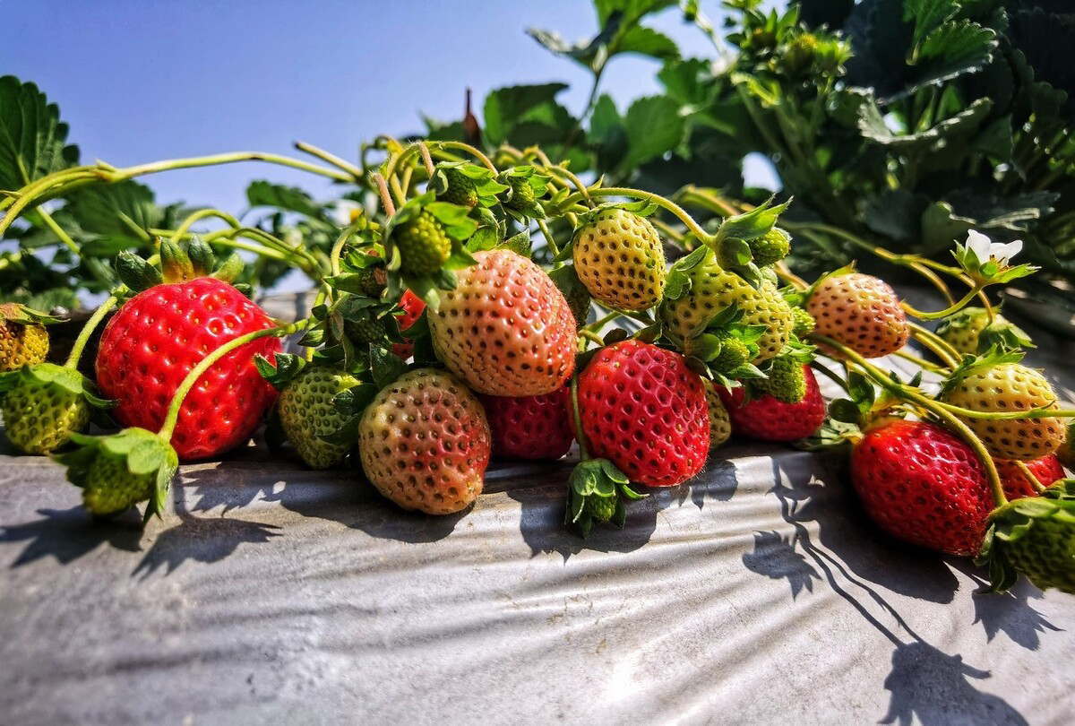 这4种水果多吃多汁营养,冬季多吃这些应季水果